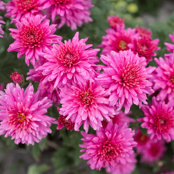 Lyserød Grønne Krysantemum Blomsterfrø til udplantning, 100 stk