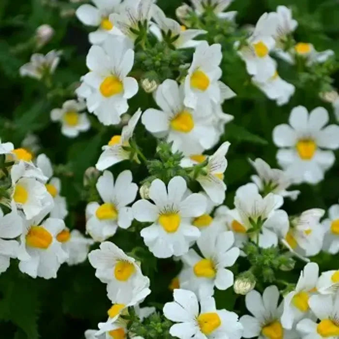 Organic White Nemesia Strumosa Flower Seeds for Planting – Heirloom, Non-GMO