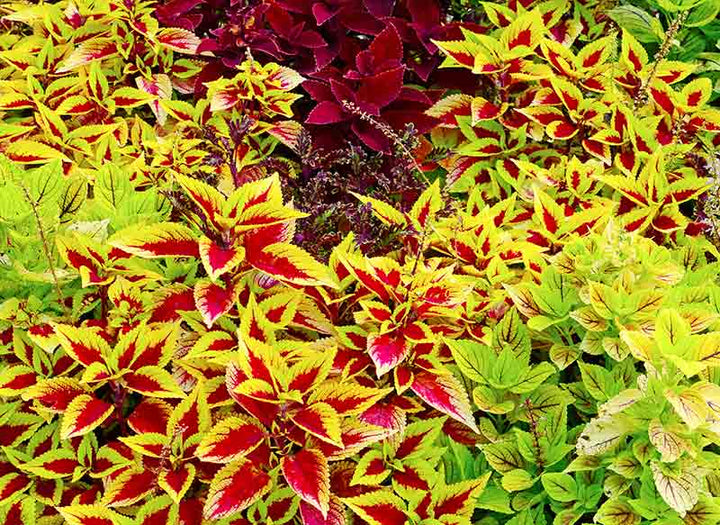 Coleus Plant Seeds Yellow Red for Planting 100 pcs