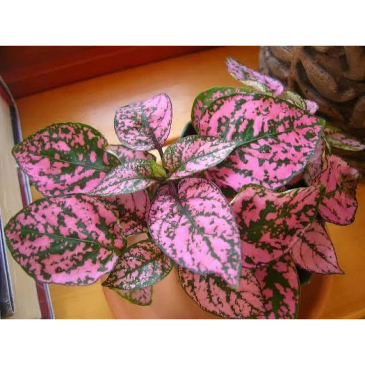 Hypoestes Polka Plant Seeds Pink for Planting 100 pcs