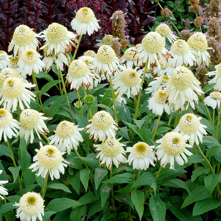 Vanilla Echinacea Flower Seeds for Planting - Heirloom, Non-GMO Seeds for Home Garden