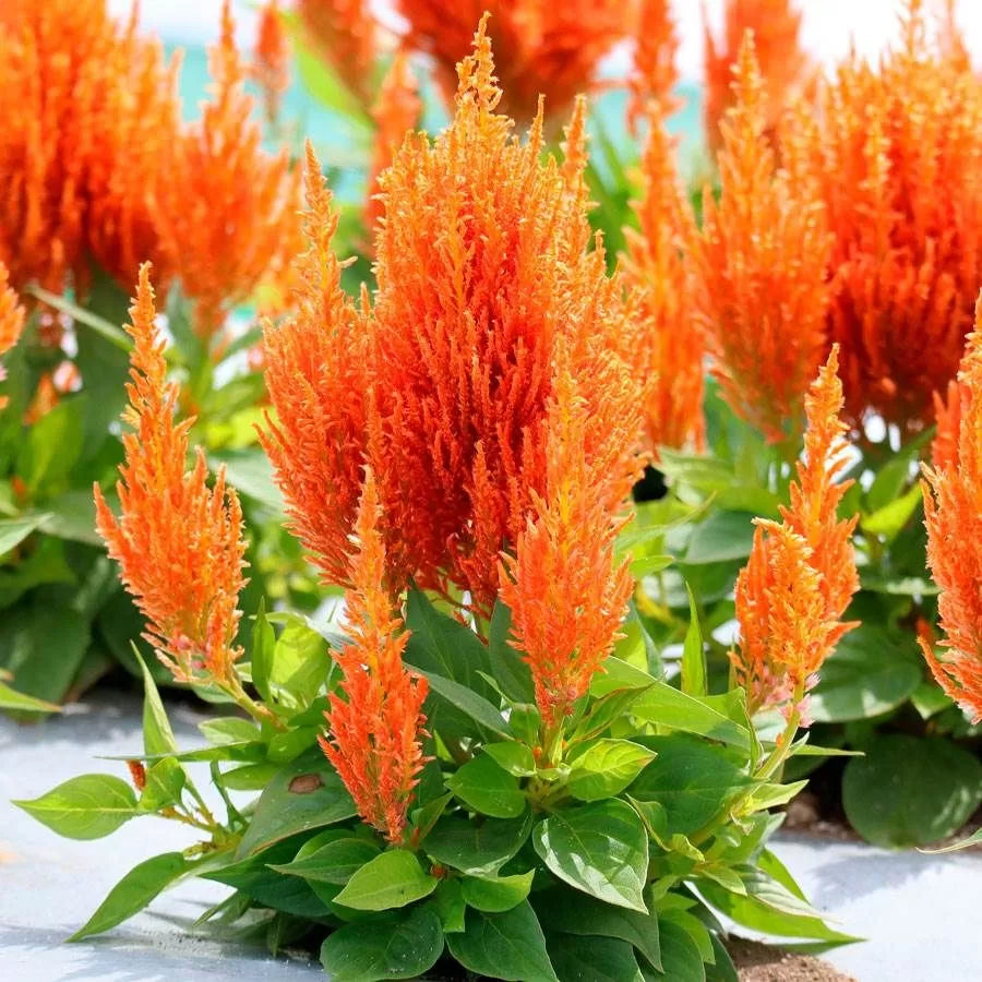 Orange Celosia Flower Seeds, Heirloom, Non-GMO Seeds for Planting