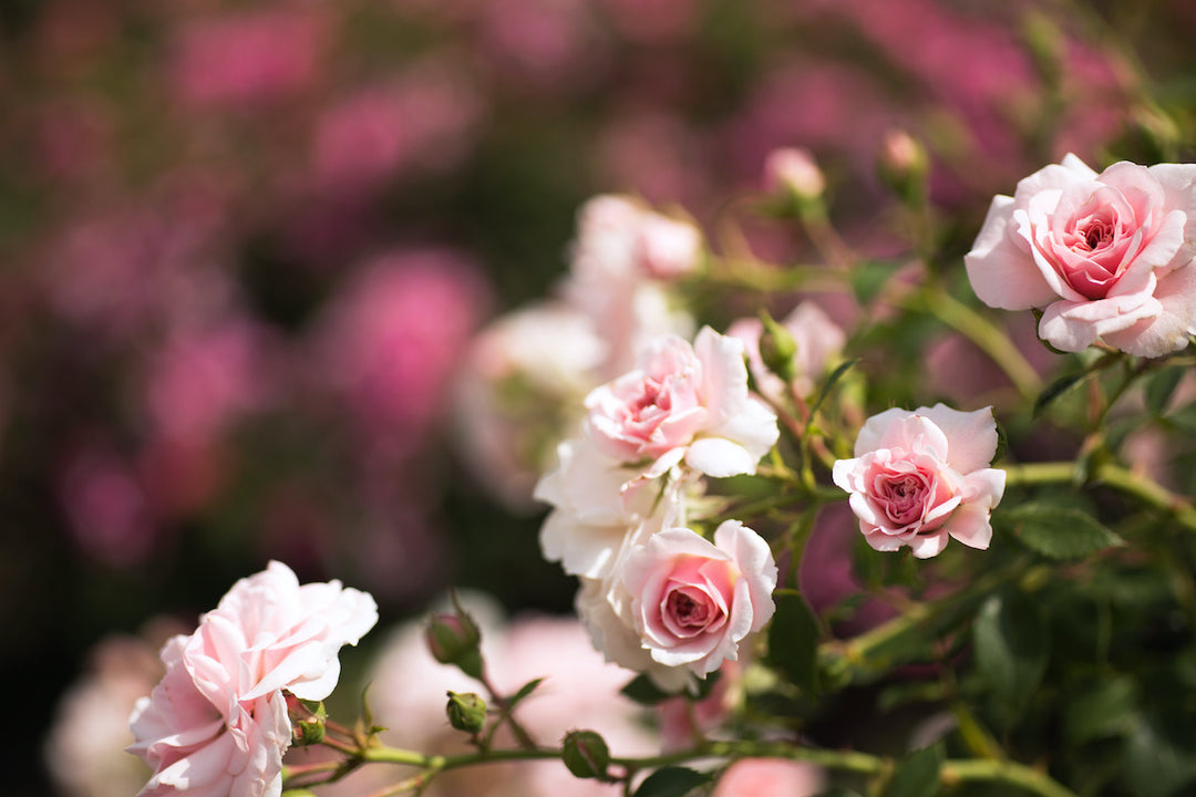 mini rose bush seeds Miniature Rose Flower Seeds for Planting
