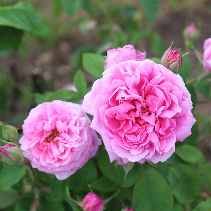 Heirloom Damask Rose Blomsterfrø til udplantning - 100 stk