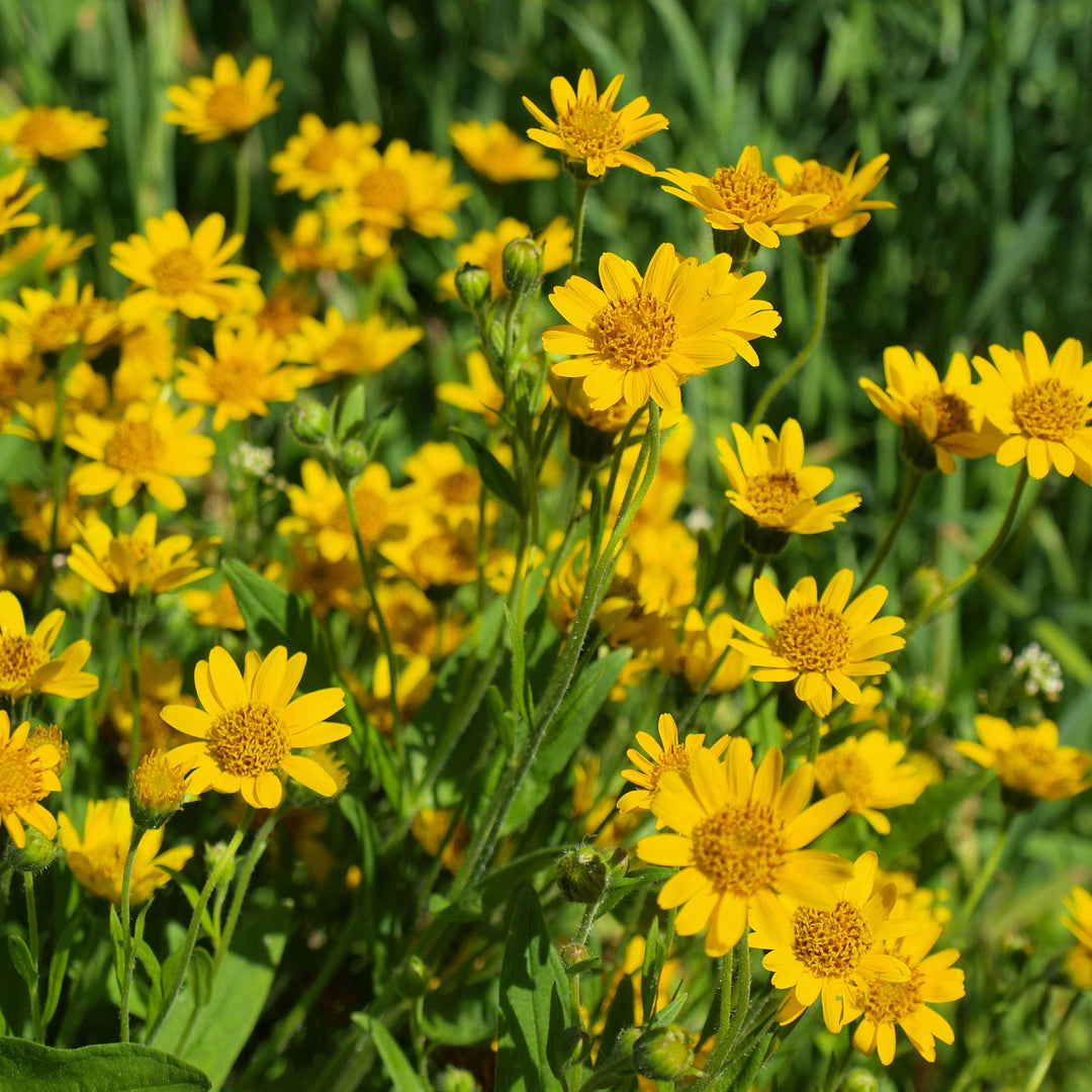 Yellow Arnica Montana Flower Seeds for Planting - 100 pcs