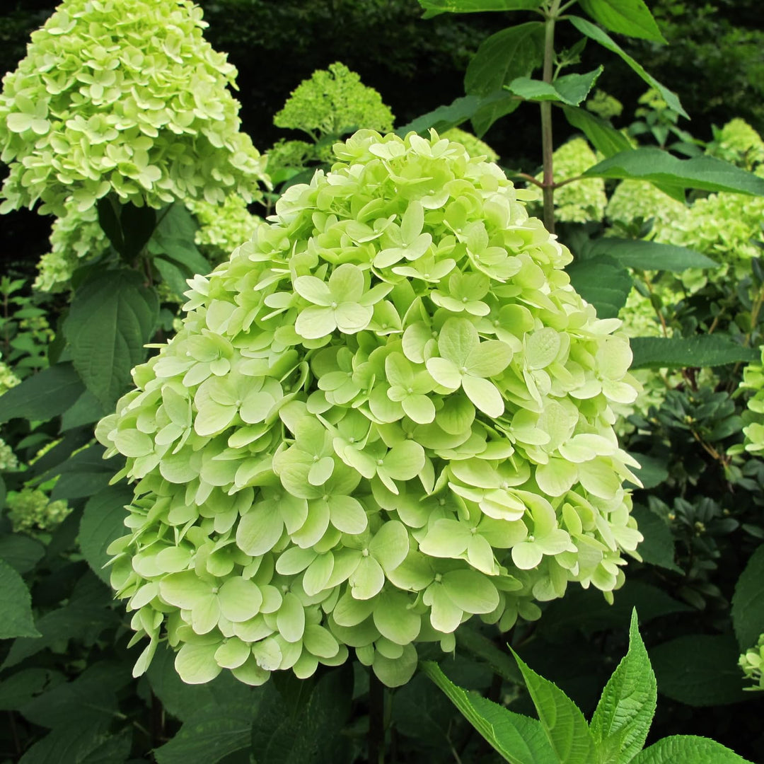 Heirloom Green Hydrangea Flower Seeds, Non-GMO Lush Blooms for Planting