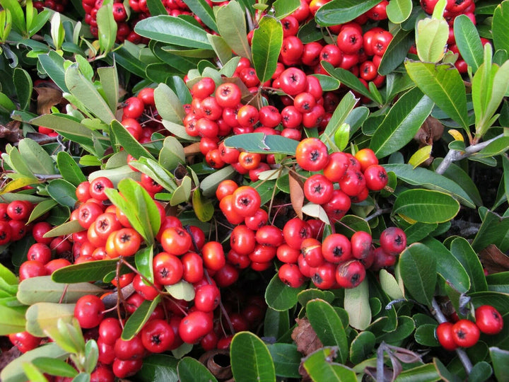 red heirloom flower seeds
