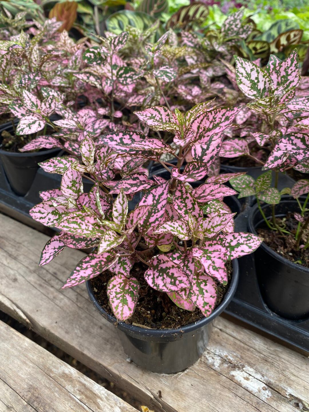 Pink Hypoestes Plantefrø til udplantning - 100 stk