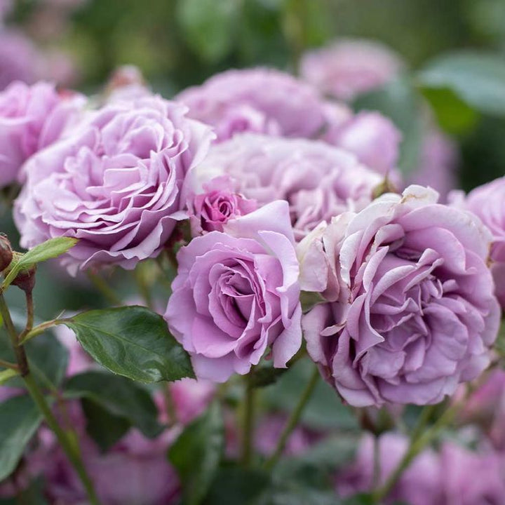 purple climbing rose seeds Light Purple Climbing Rose Seeds for Planting – Heirloom, Non-GMO Flower Garden Seeds