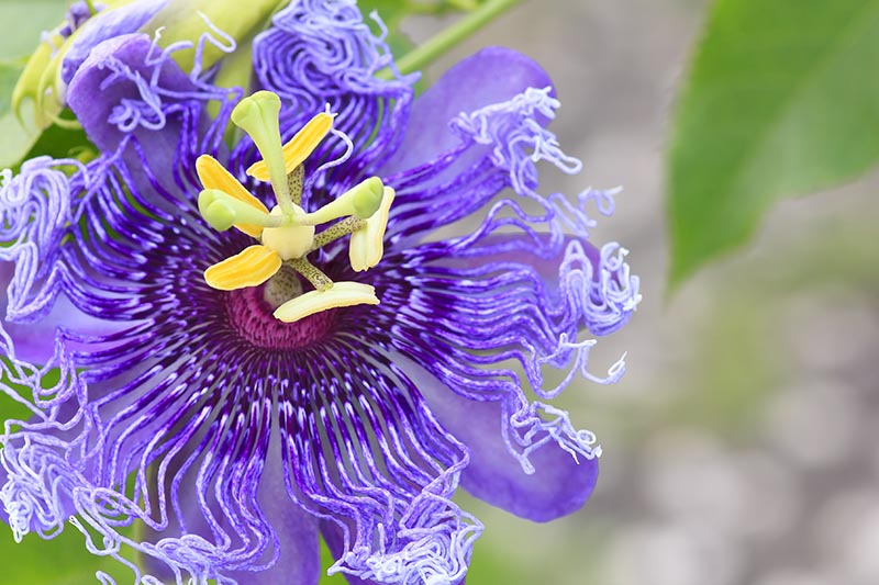 Lilla Passiflora Incarnata blomsterfrø til udplantning, 100 stk