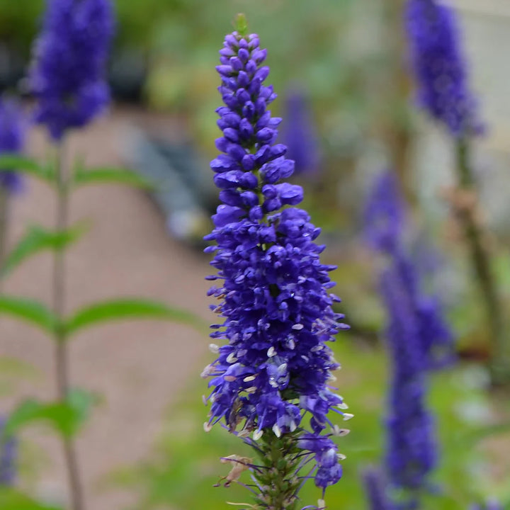 Organic Blue Veronica Flower Seeds for Planting – Heirloom, Non-GMO, High Germination Organic Garden Seeds