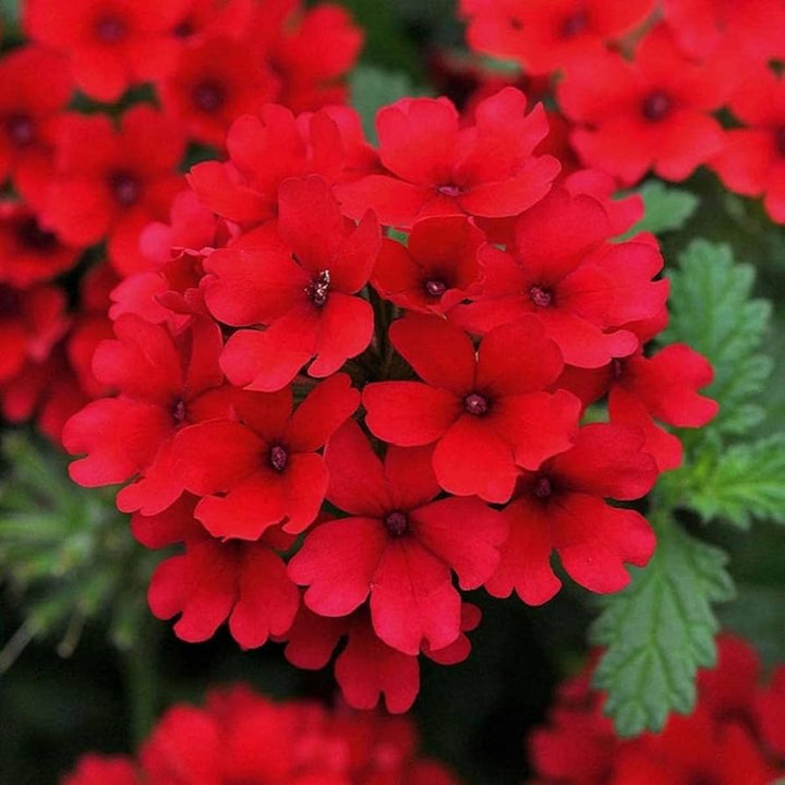Heirloom Non-GMO Verbena Flower Seeds for Garden Planting – Colorful Blooms
