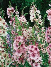 Cream Verbascum Flower Seeds for Planting - 100 pcs