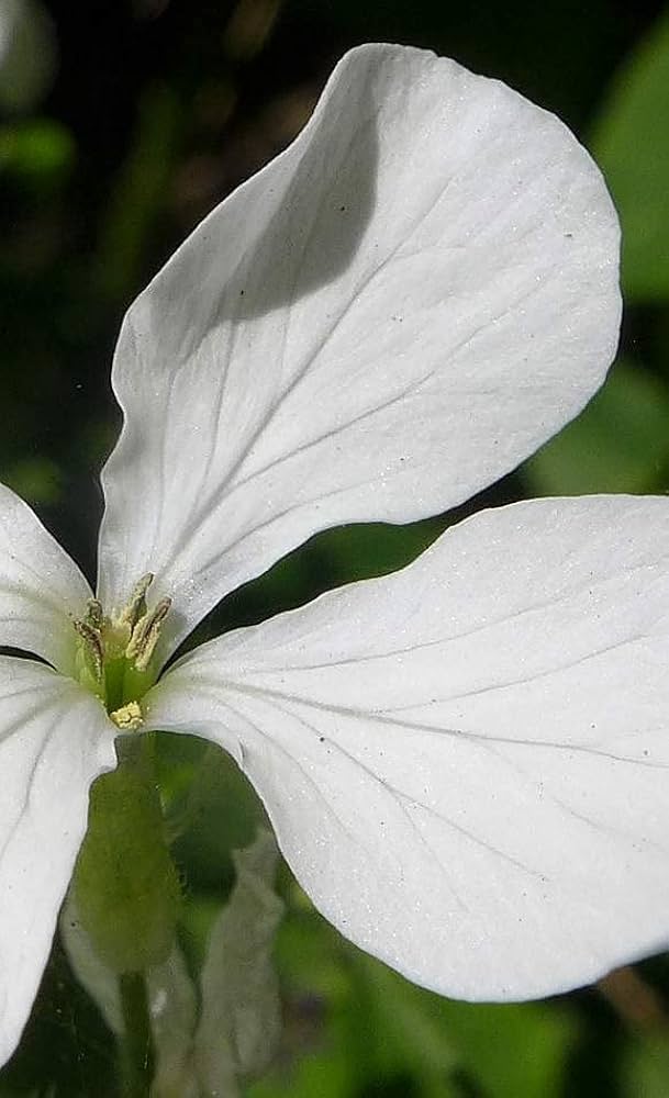 Hvide Lunaria blomsterfrø til udplantning - 100 stk