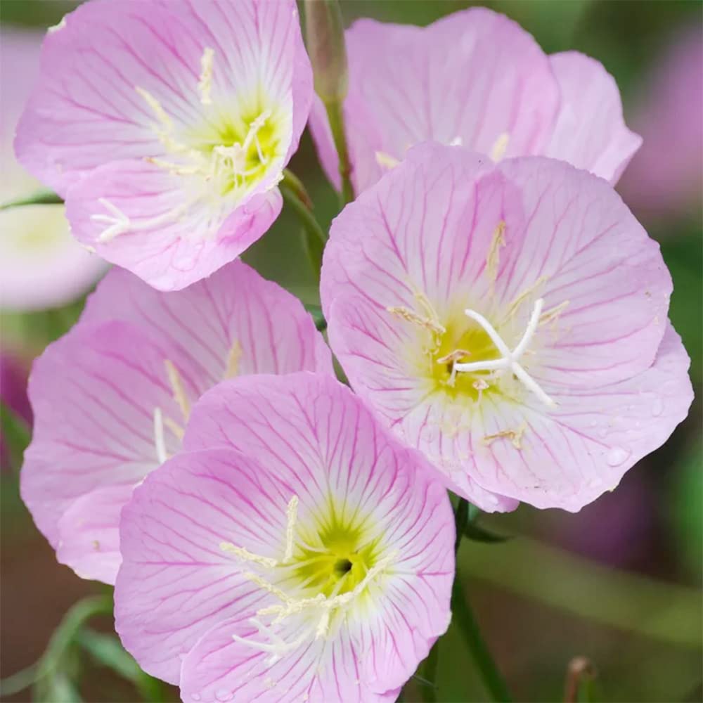 Light Pink Primrose Flower Seeds – Heirloom Non-GMO Evening Blooms for Garden Ground Cover