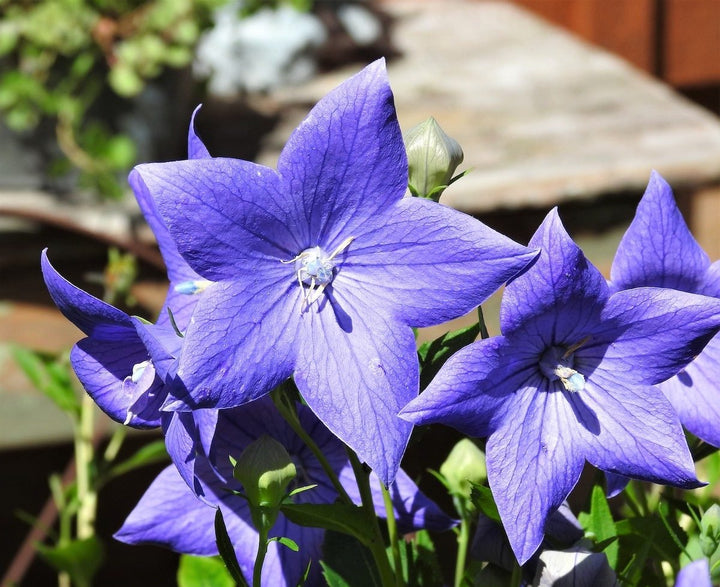 Balloon Flower Seeds for Planting, Heirloom, Non-GMO, 100 pcs