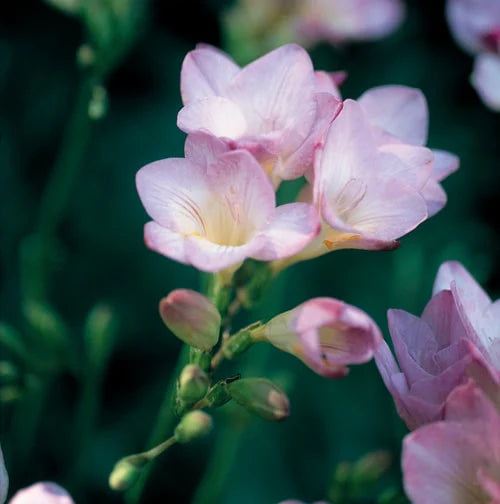 Baby Pink Freesia Flower Seeds for Planting - 100 pcs