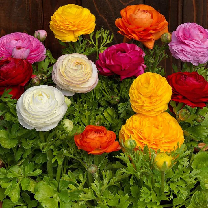 Ranunculus Blandede blomsterfrø til udplantning - 100 stk