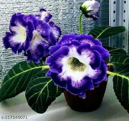 Mørkeblå Gloxinia blomsterfrø til udplantning, 100 stk