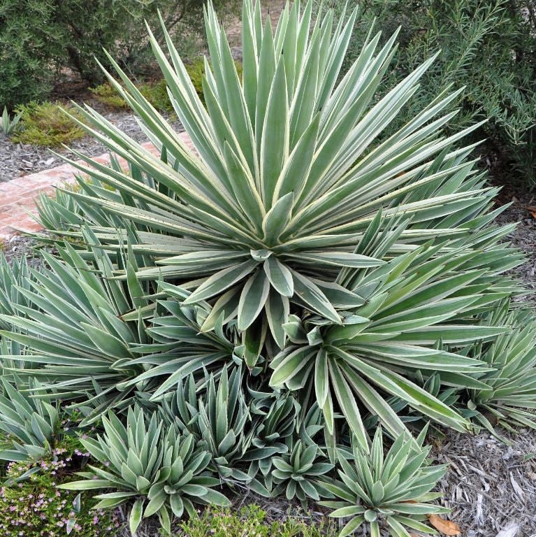 Green Agave Angustifolia Plant Seeds – Heirloom Non-GMO Succulent Seeds for Drought-Tolerant Gardens