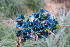 Blue Puya Venusta Plant Seeds for Planting, 100 pcs