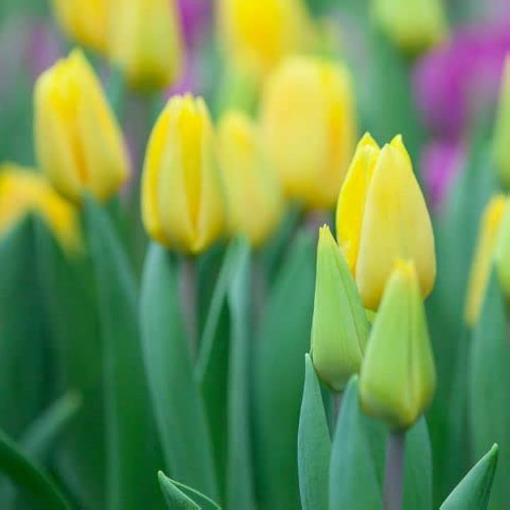 Yellow Tulip Flower Seeds for Planting, Bright Color, 100 pcs