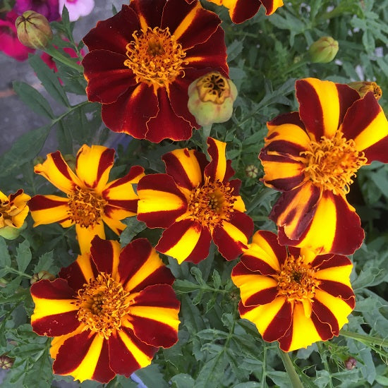 Heirloom Marigold Mr. Majestic Flower Seeds, Non-GMO Striped Blooms for Vibrant Garden Planting