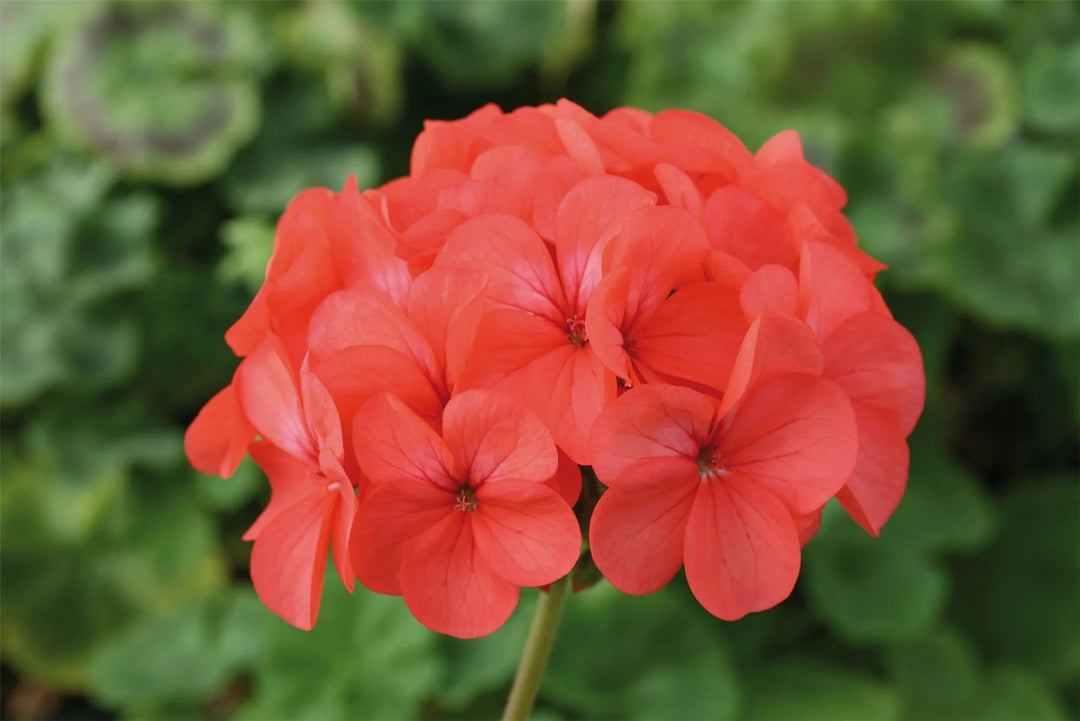 Lyserød Pelargonium Hortorum blomsterfrø til plantning - 100 stk