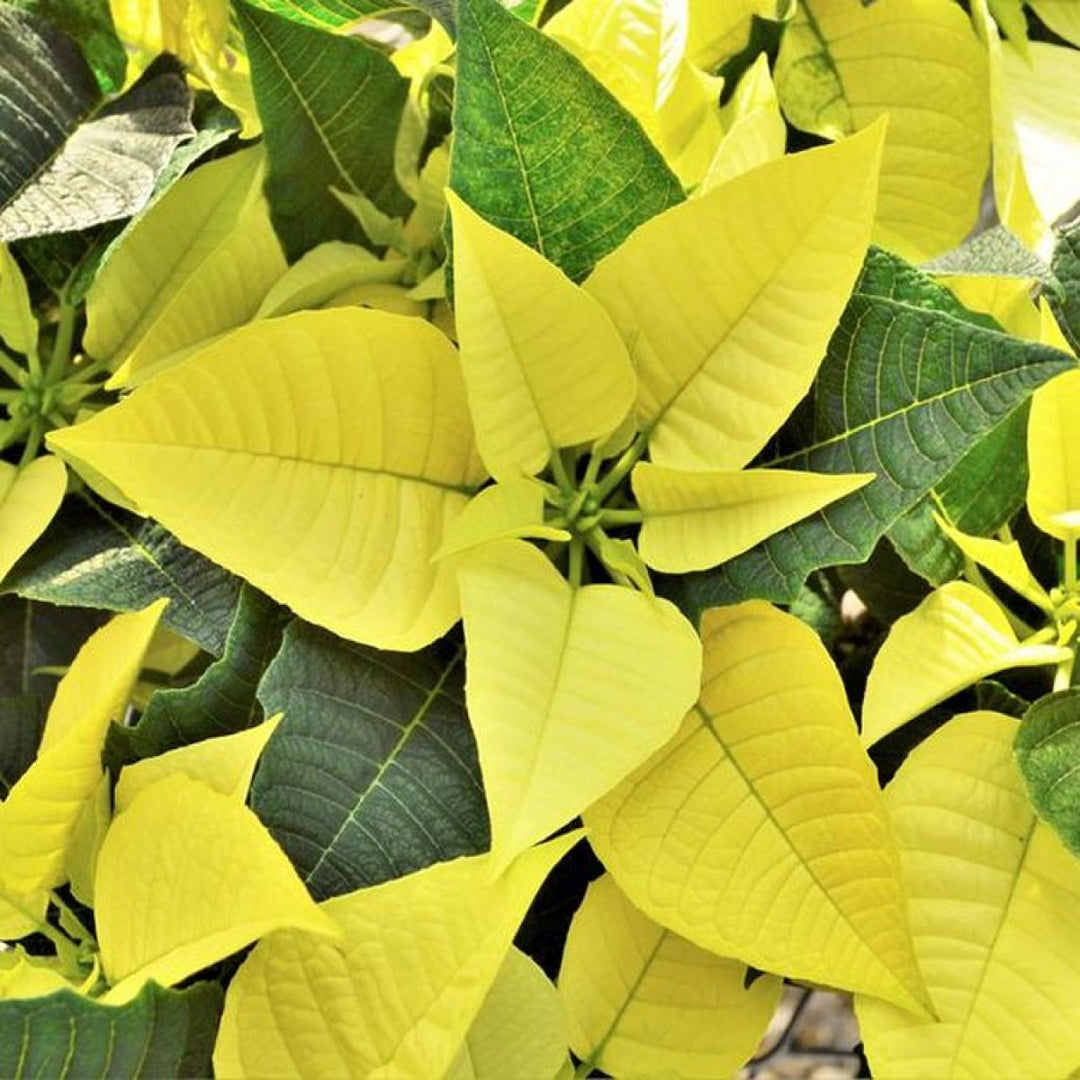 Light Yellow Poinsettia Plant Seeds for Planting - 100 pcs