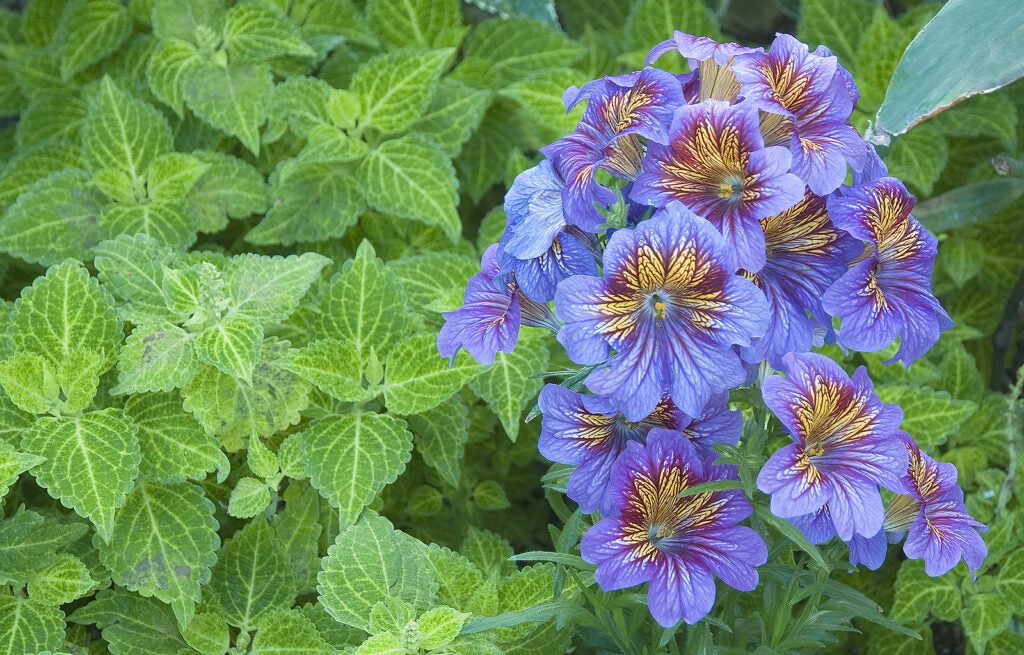 Lilla Salpiglossis blomsterfrø til plantning - 100 stk