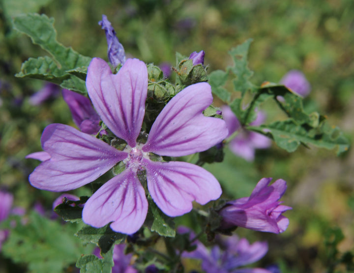 Heirloom Non-GMO Mauve Flower Seeds for Elegant and Colorful Garden Planting