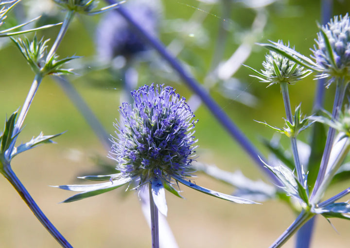 Organic Blue Eryngium Plant Seeds for Planting – Heirloom, Non-GMO