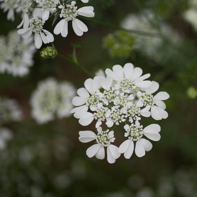 Organic White Orlaya Flower Seeds for Planting – Heirloom, Non-GMO