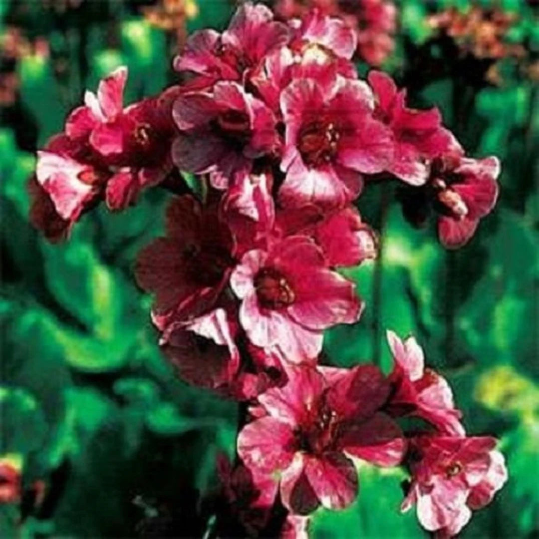 Red Bergenia Cordifolia Flower Seeds for Planting - 100 pcs