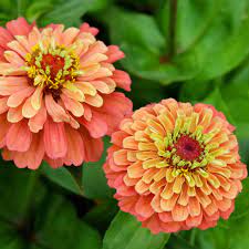 Lime Orange Zinnia Blomsterfrø til udplantning - 100 stk