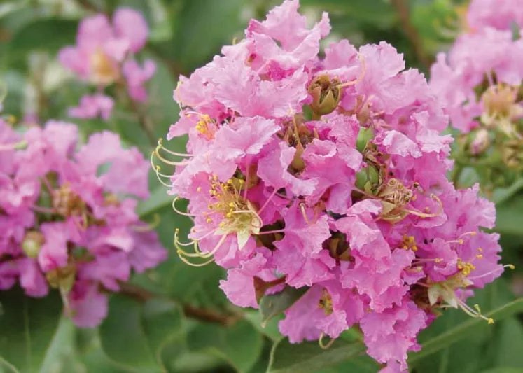 Pink Crape Myrtle Seeds for Planting - 100 pcs