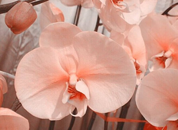 Fersken Phalaenopsis orkidéfrø til udplantning, 100 stk