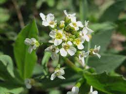 Nasturtium Officinale Plantefrø til udplantning - 100 stk