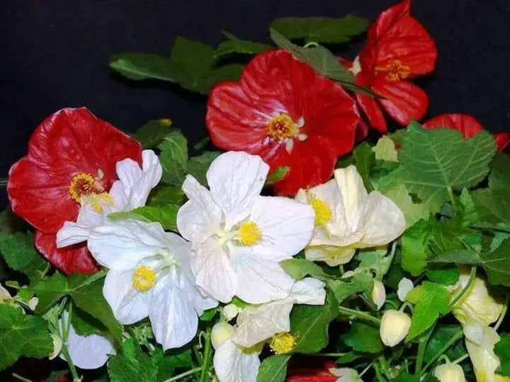 Abutilon Bella Flower Seeds for Planting, 100 pcs