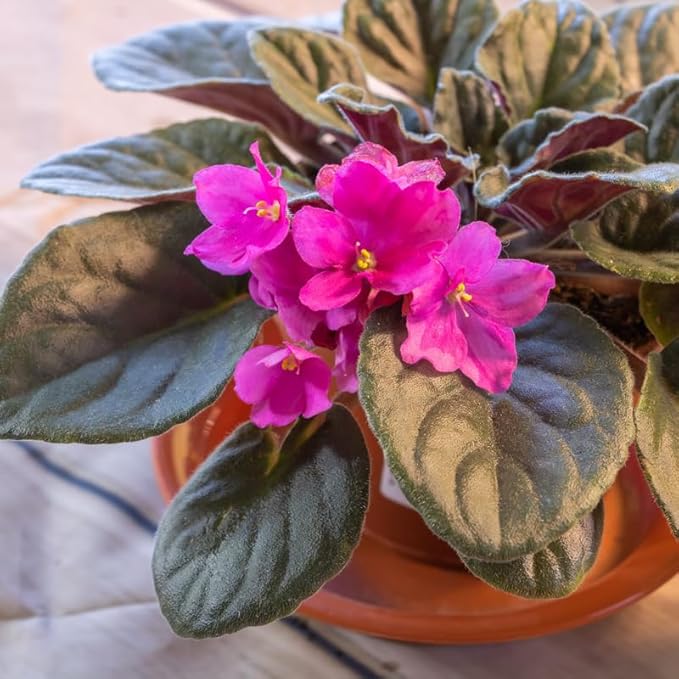 African Violet Flower Seeds in Pink - 100 pcs