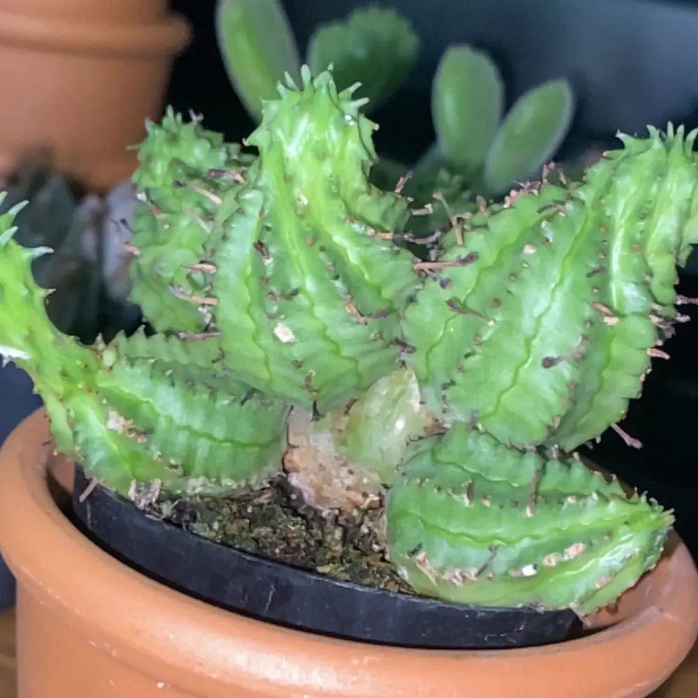 Euphorbia Spiralis Plant Seeds – Heirloom, Non-GMO, Unique Spiral Succulent for Garden Planting