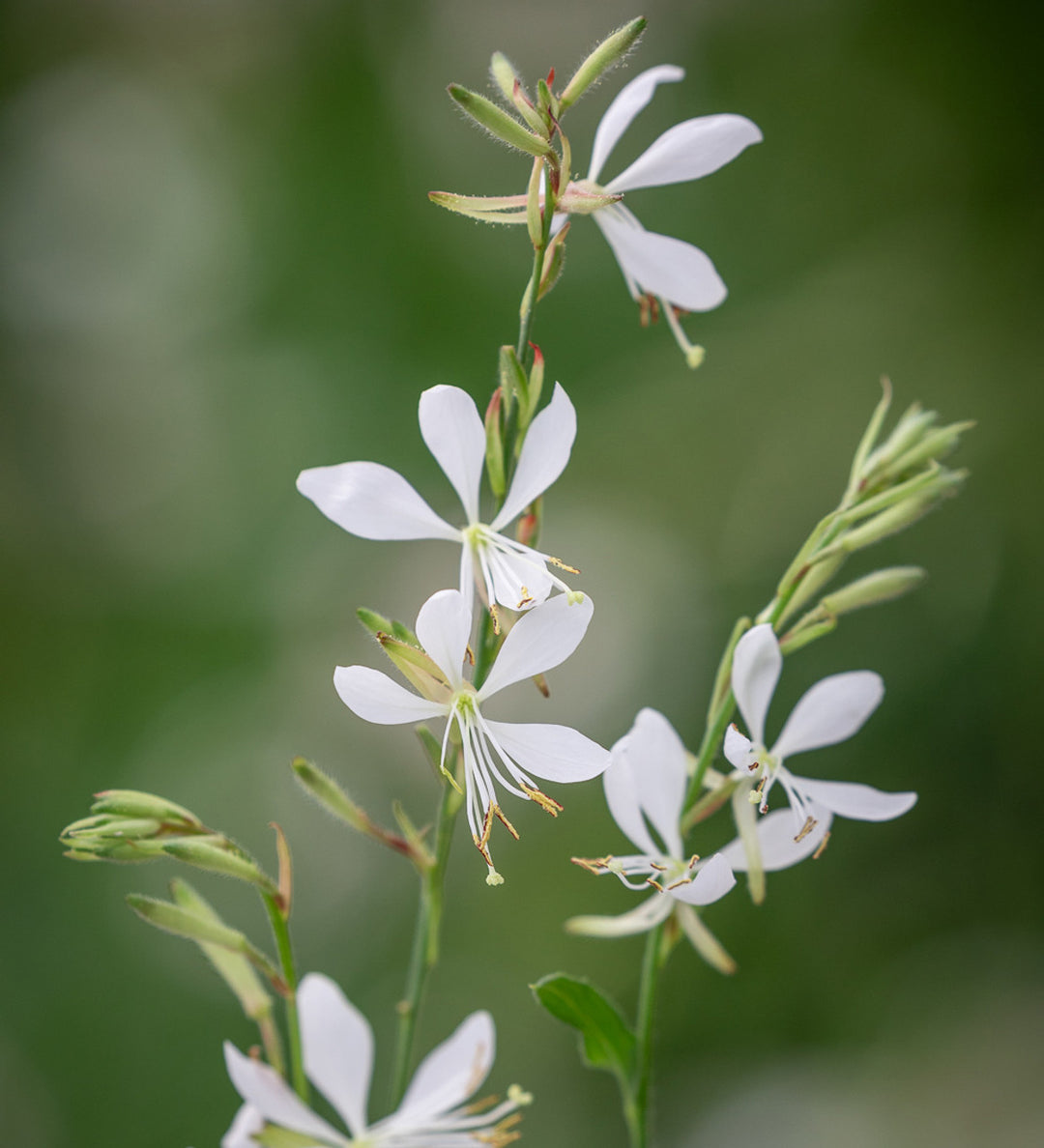 Gaura Flower Seeds for Planting, 100 pcs