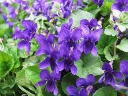 Viola Odorata Flower Seeds for Planting - 100 pcs