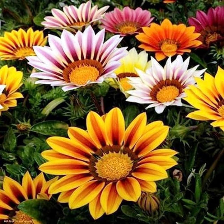 Gazania Treasure Flower Mixed Seeds – Organic, Heirloom, Non-GMO for Planting