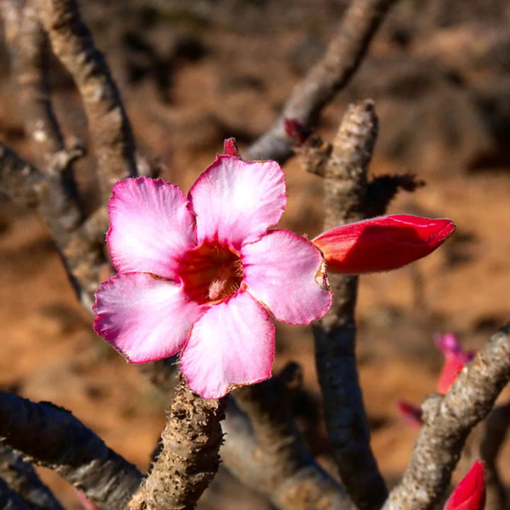 Adenium Flower Seeds for Planting - 100 pcs