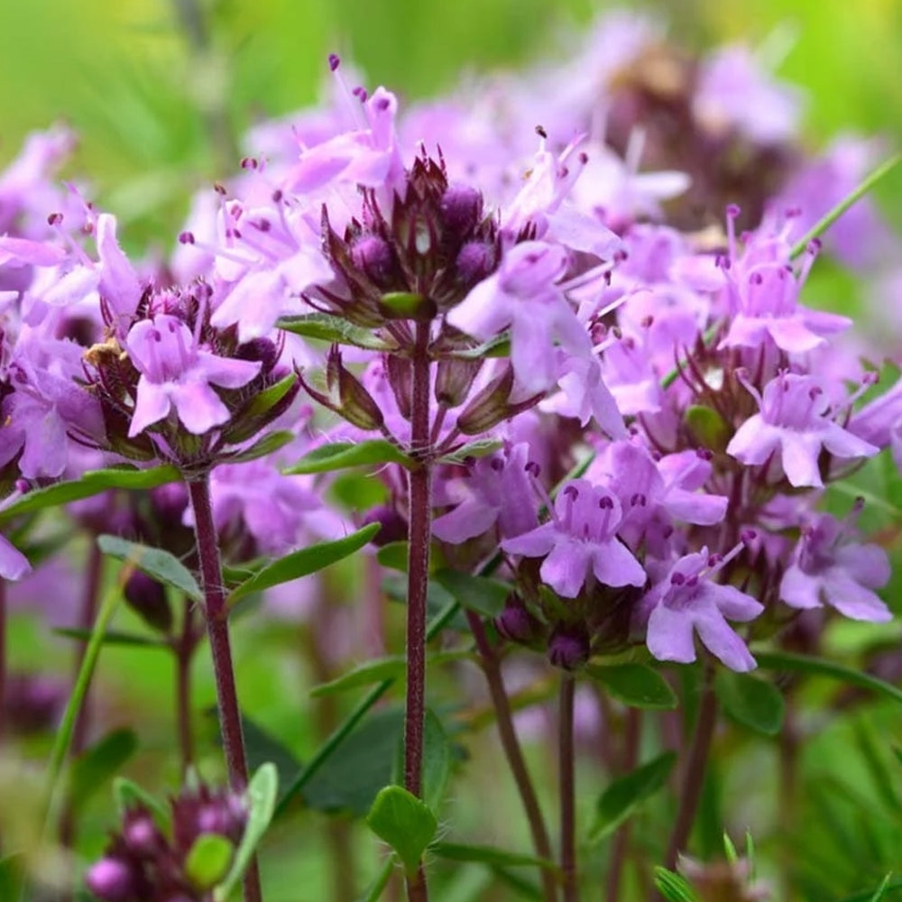 Serpyllum Violet Seeds for Planting – Organic, Heirloom, Non-GMO Creeping Thyme Seeds