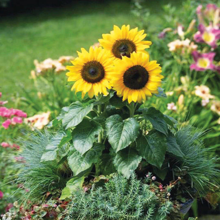 Solsikke Gul Orange Blomsterfrø til udplantning - 100 stk