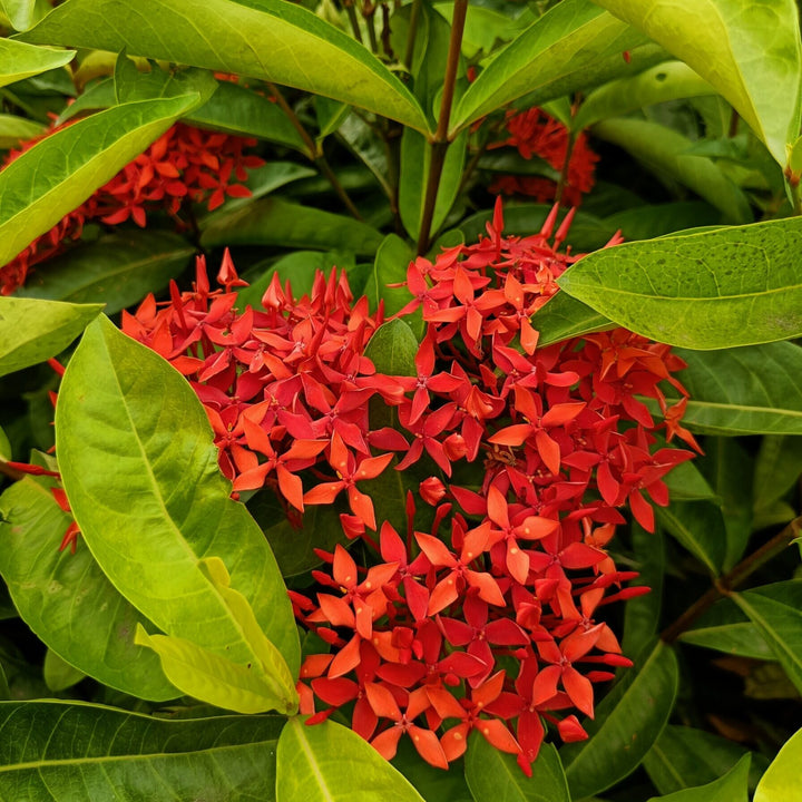 Coccinea blomsterfrø til plantning - 100 stk