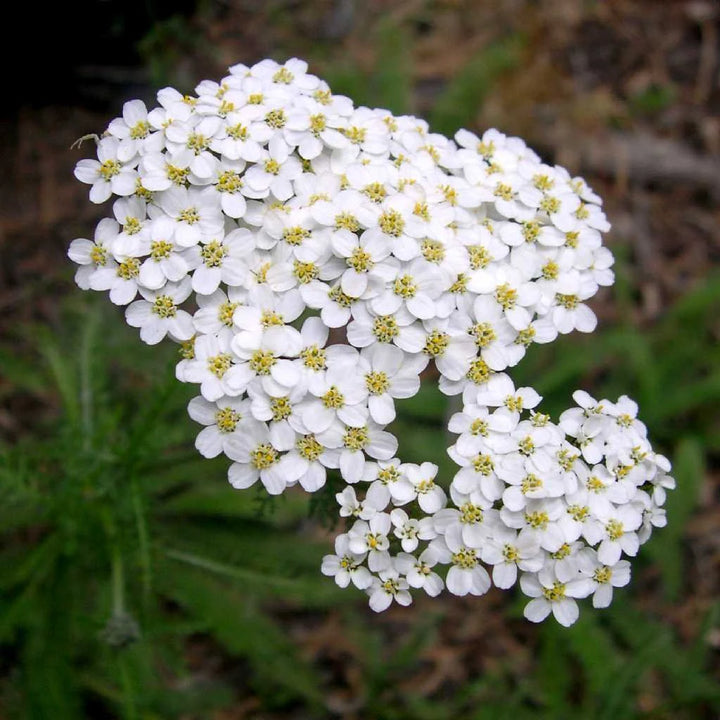 Heirloom White Yarrow Flower Seeds for Planting, Non-GMO