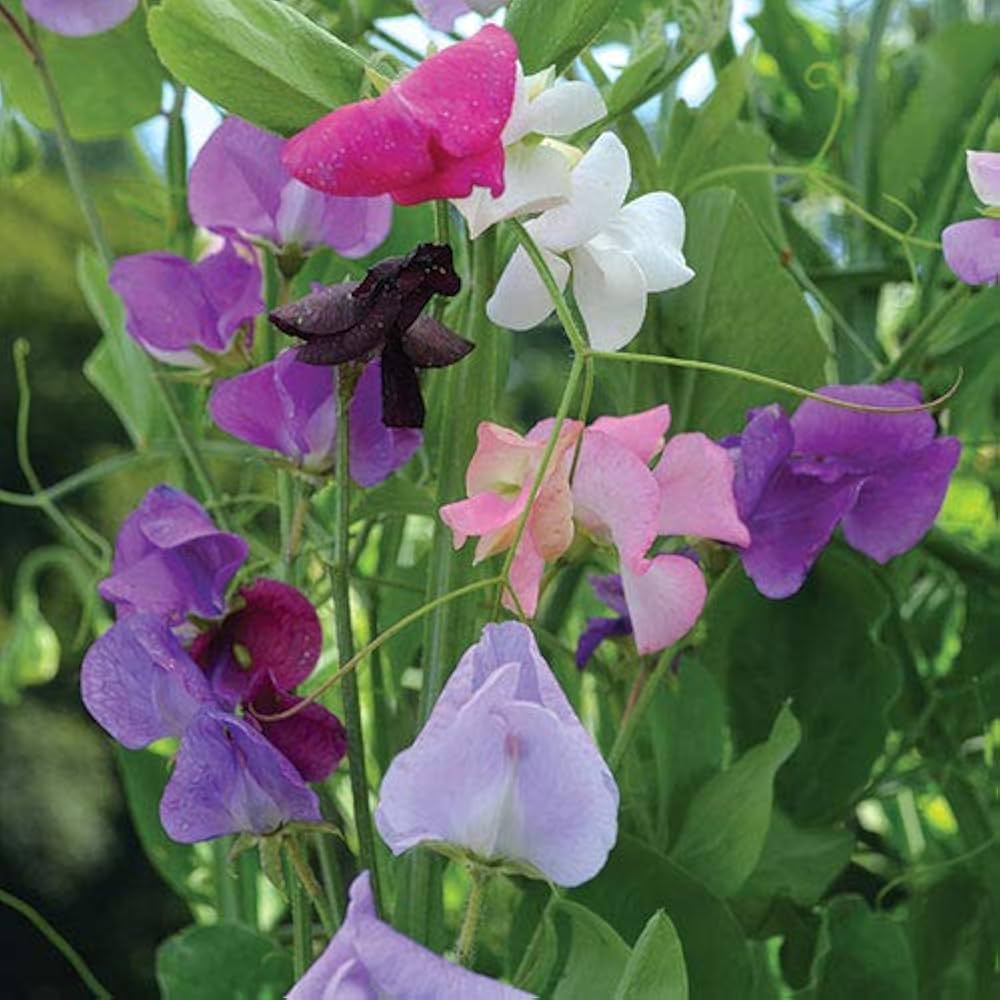 Søde ærter Blomsterfrø til udplantning - 100 stk